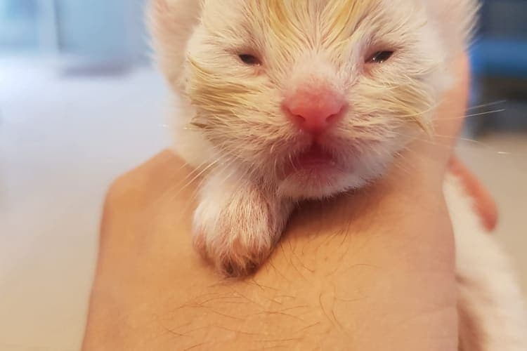Pet Care Clinic Gallery Image 6