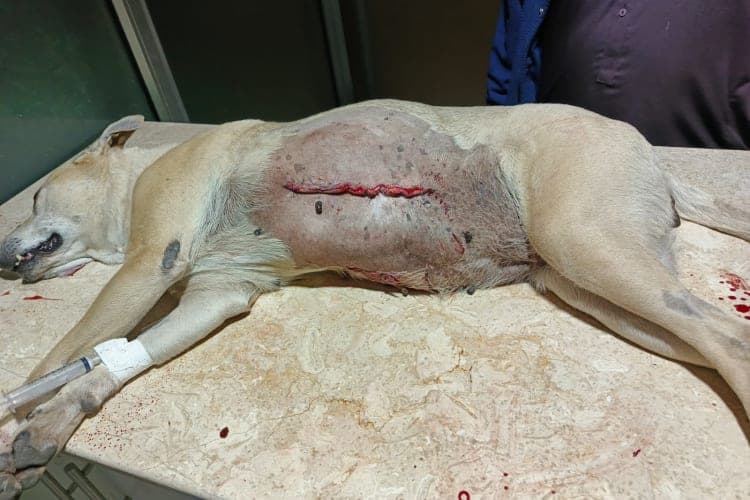 Pet Care Clinic Gallery Image 14